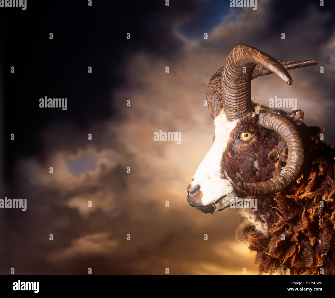 Goat with the sun coming through the clouds behind it. Stock Photo