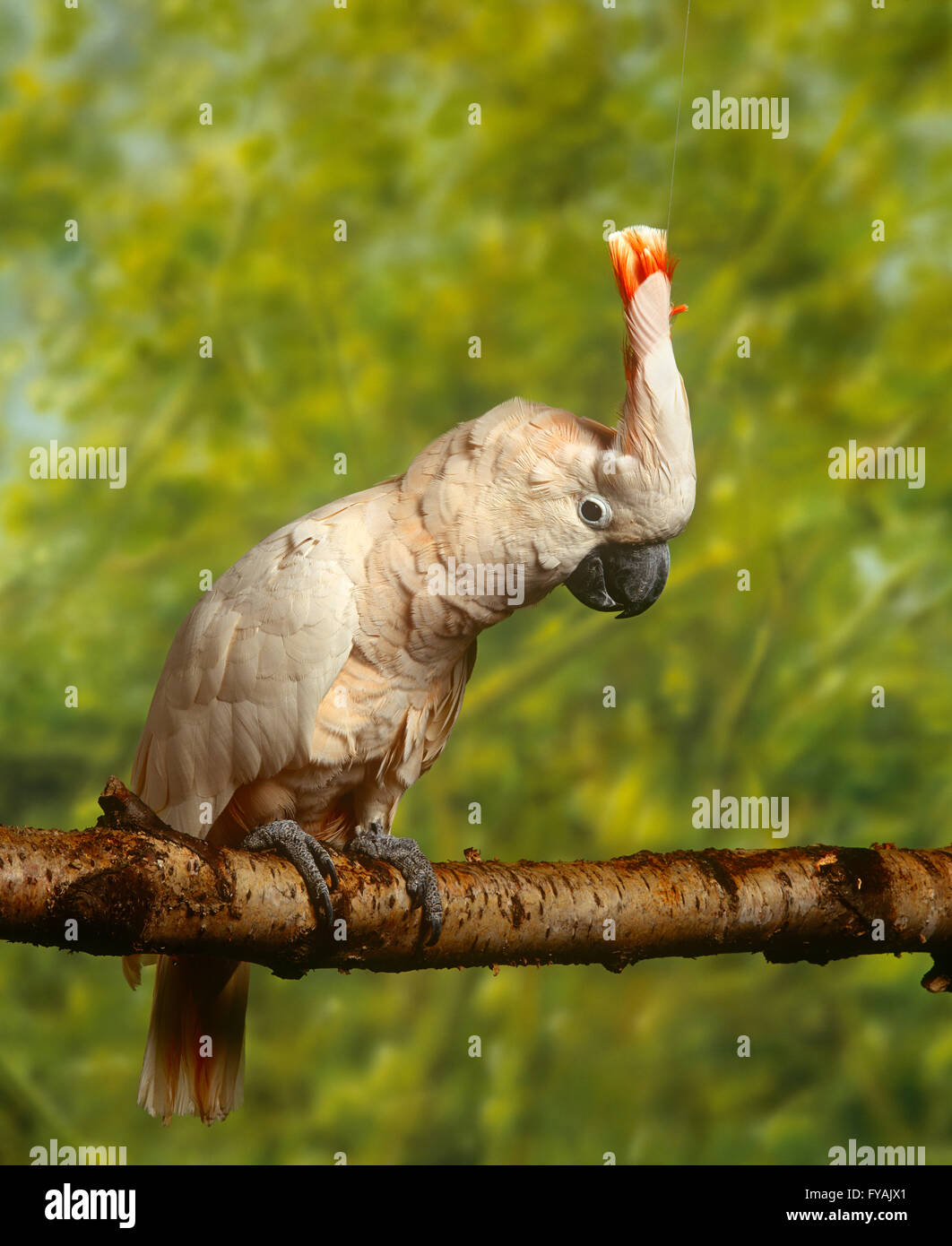 Cockatoo sitting on a branch, outside. Stock Photo