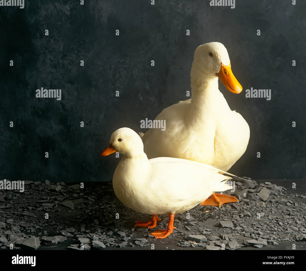 Two ducks together, inside. Stock Photo