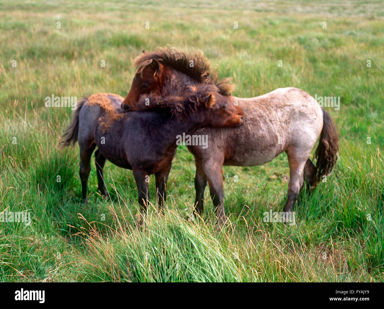 Two ponies cuddled up to each other, outside. Stock Photo
