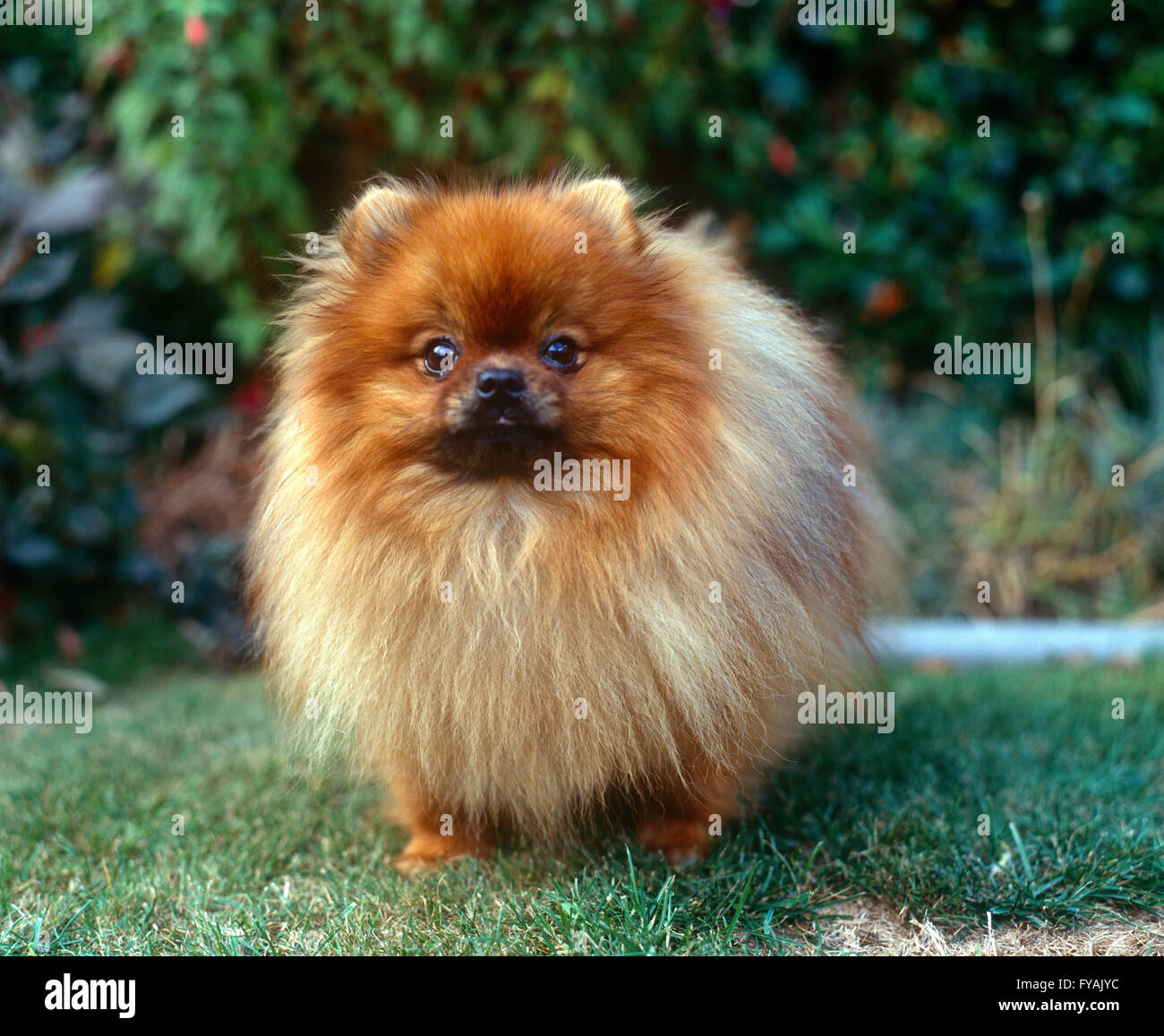 Pomeranian puppy portrait, outside. Stock Photo