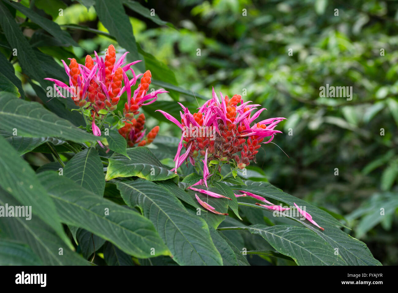 Clustered flower spikes of the tender coral shrimp plant, Aphelandra sinclairiana Stock Photo
