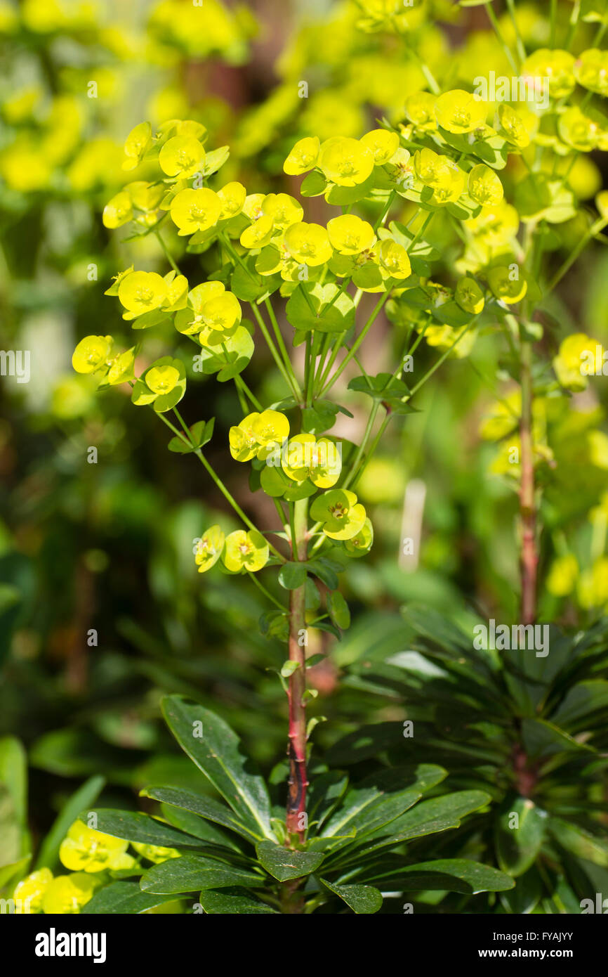Yellow bracts in the flower head of the drought tolerant UK shade lover, Euphorbia amygdaloides var robbiae Stock Photo