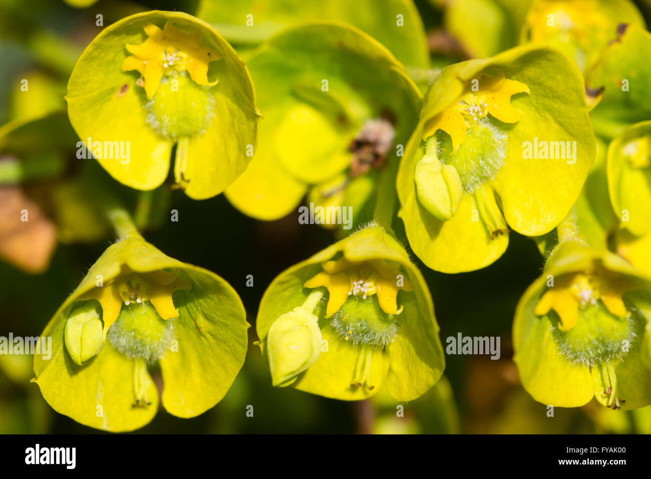 Close up macro of the individual flowers in the head of the Mediterranean spurge, Euphorbia characias ssp wulfenii Stock Photo