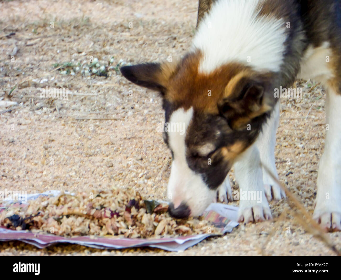 A group of stray dog eat junk food or food pellet from kindness people