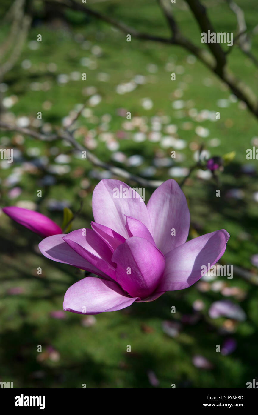 Large branch magnolia tree hi-res stock photography and images - Alamy