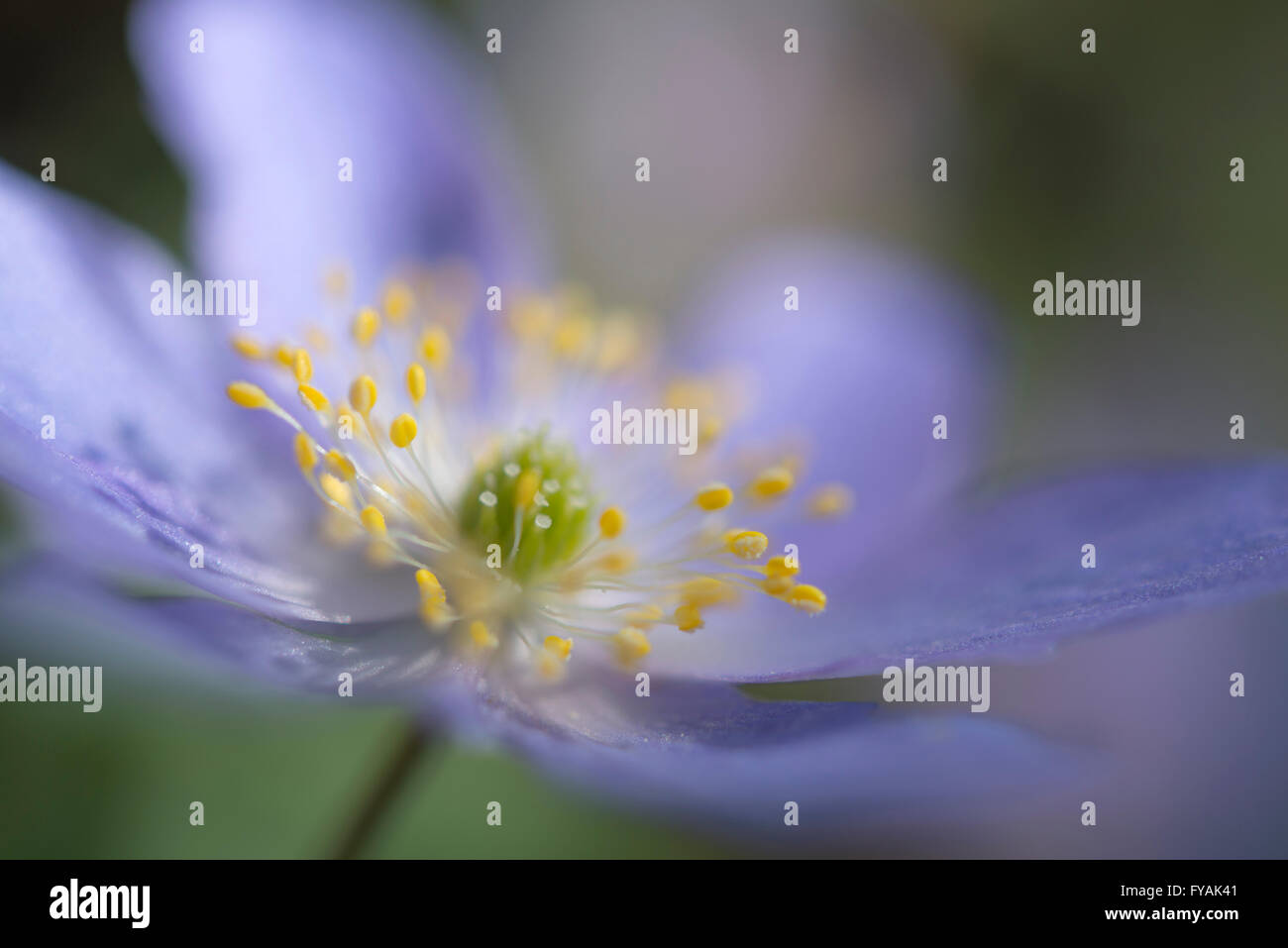 Close up of beautiful blue flowered ANemone Robinsoniana. A dainty spring flowering plant. Stock Photo