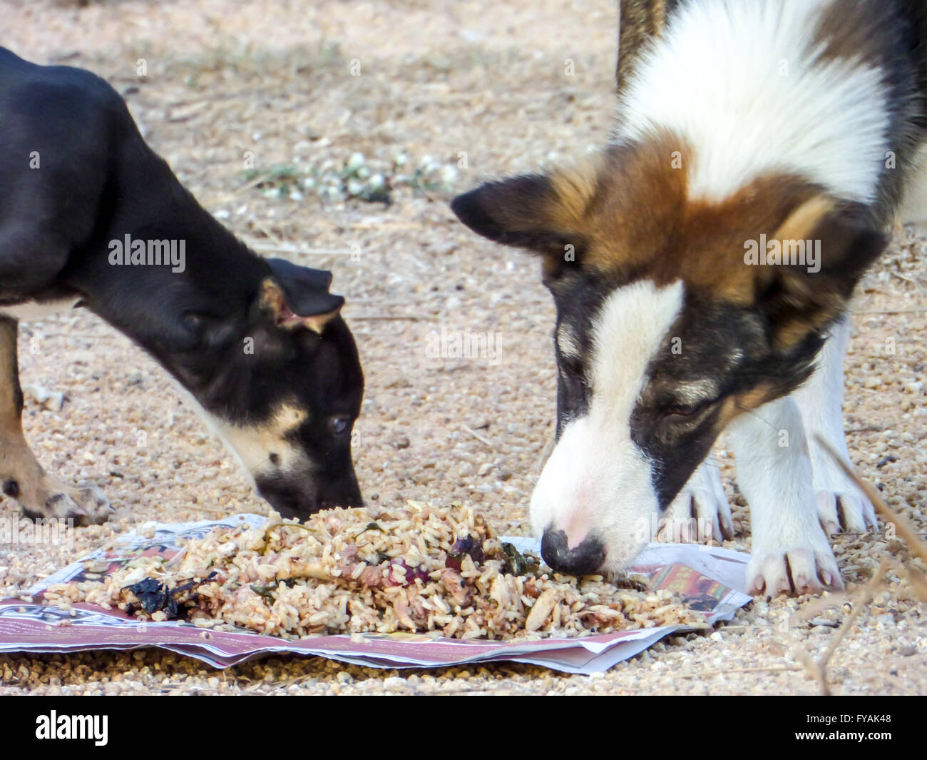 can-dogs-eat-junk-food