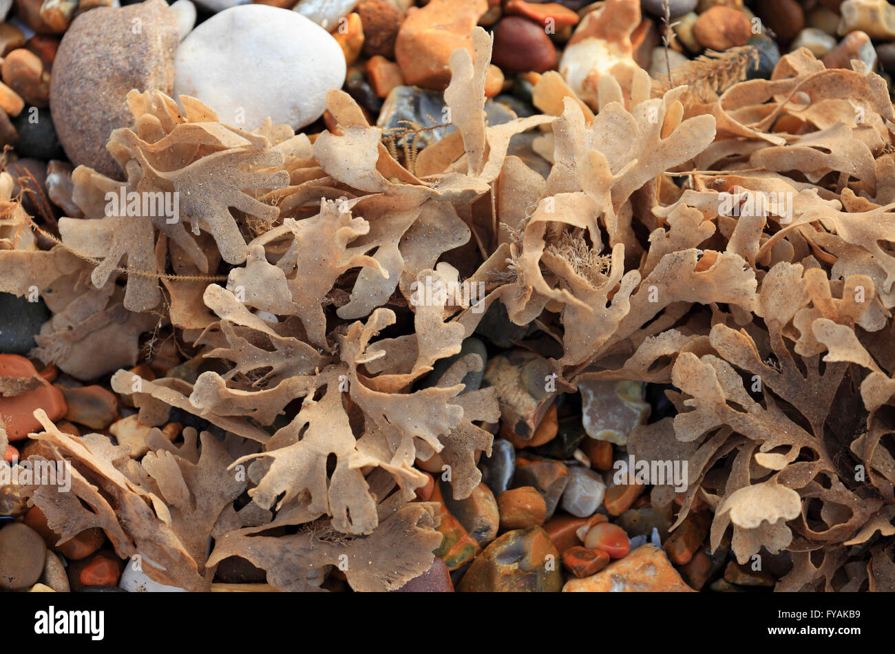 Seaweed and stones on the shoreline. Stock Photo