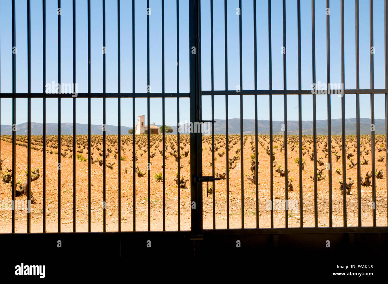 Vineyard behind closed gate. Daimiel. Ciudad Real province. Castile La Mancha. Spain. Stock Photo