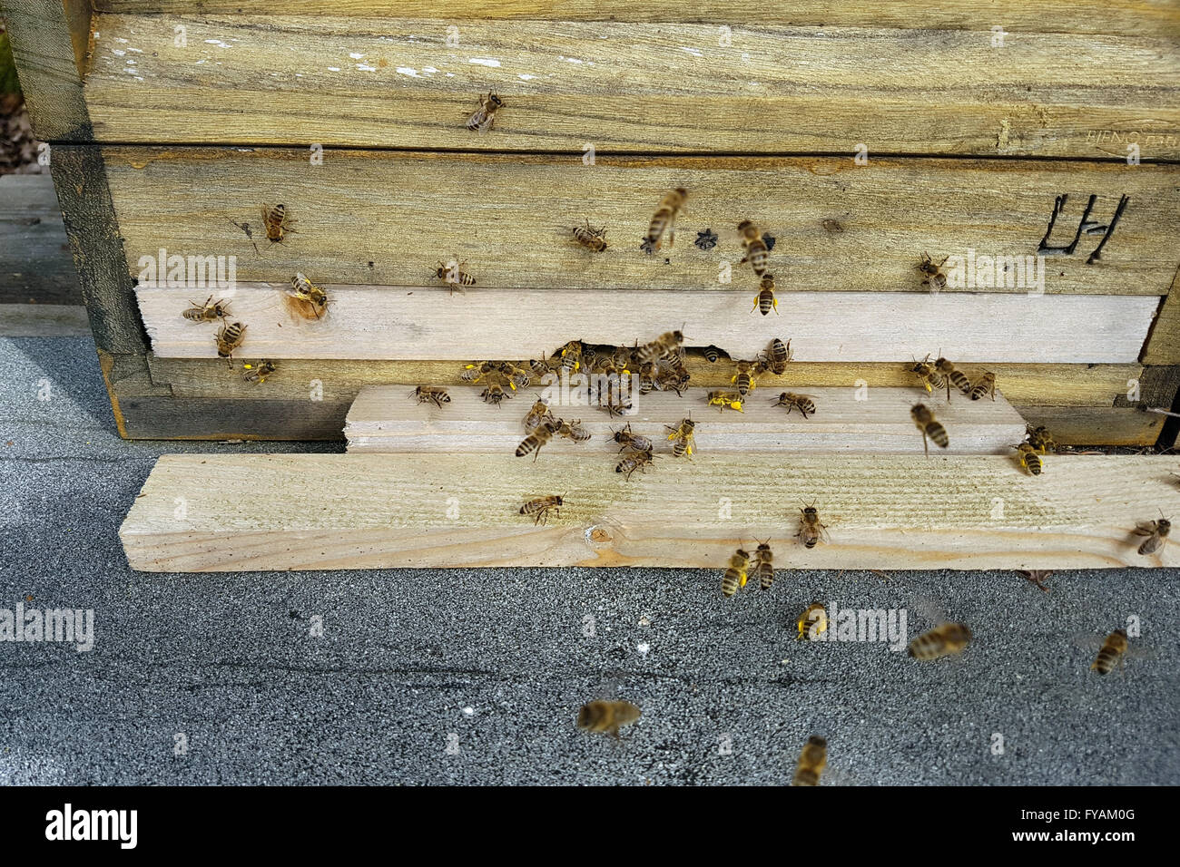 Bienen, Bienenstock, Apis; mellifera Stock Photo