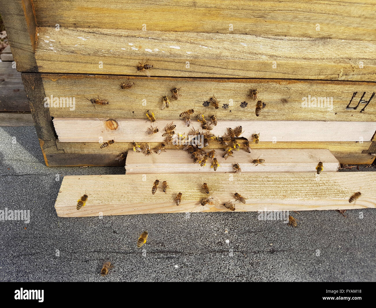 Bienen, Bienenstock, Apis; mellifera Stock Photo