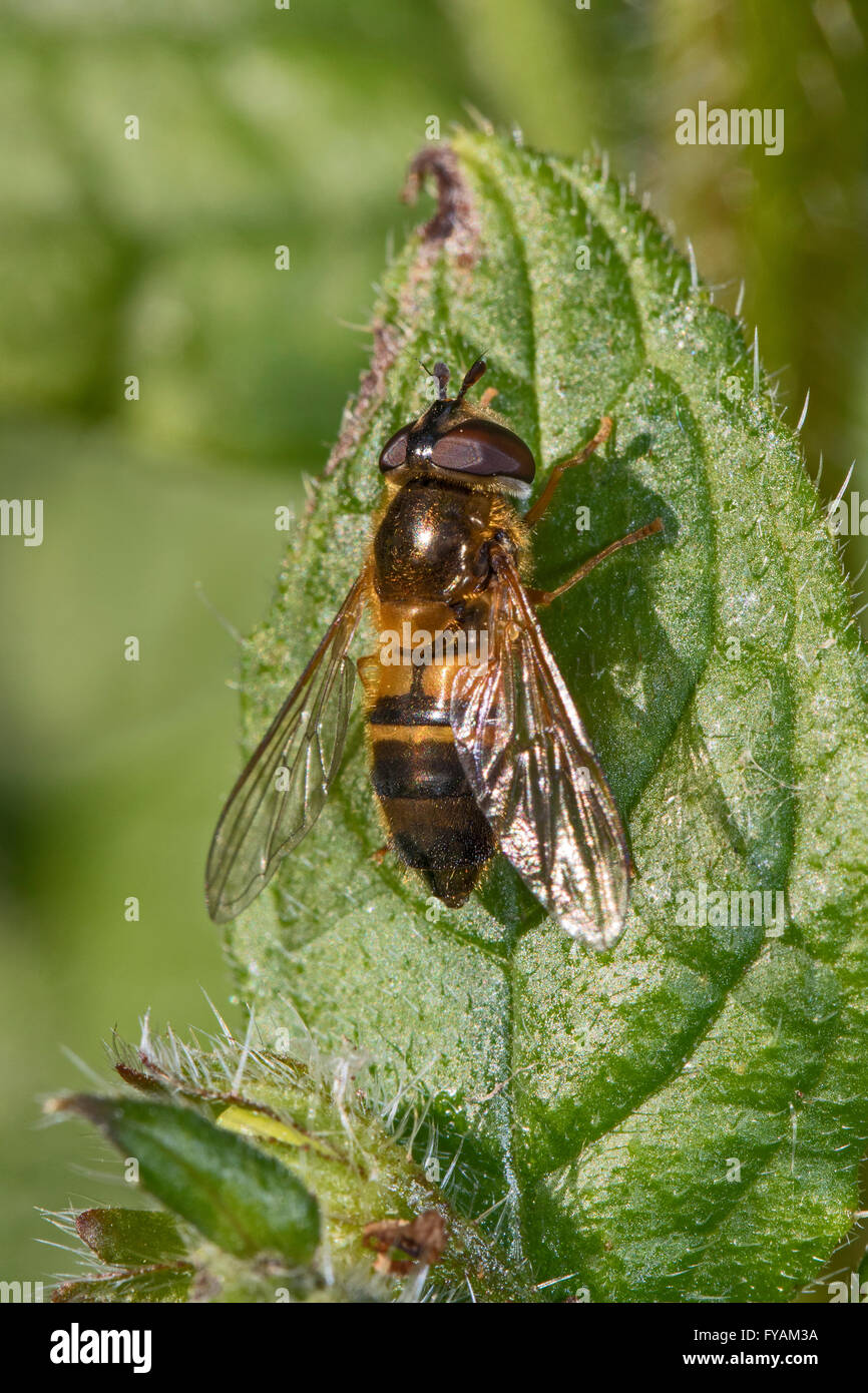 Hoverfly  on green alkanet leaf Stock Photo