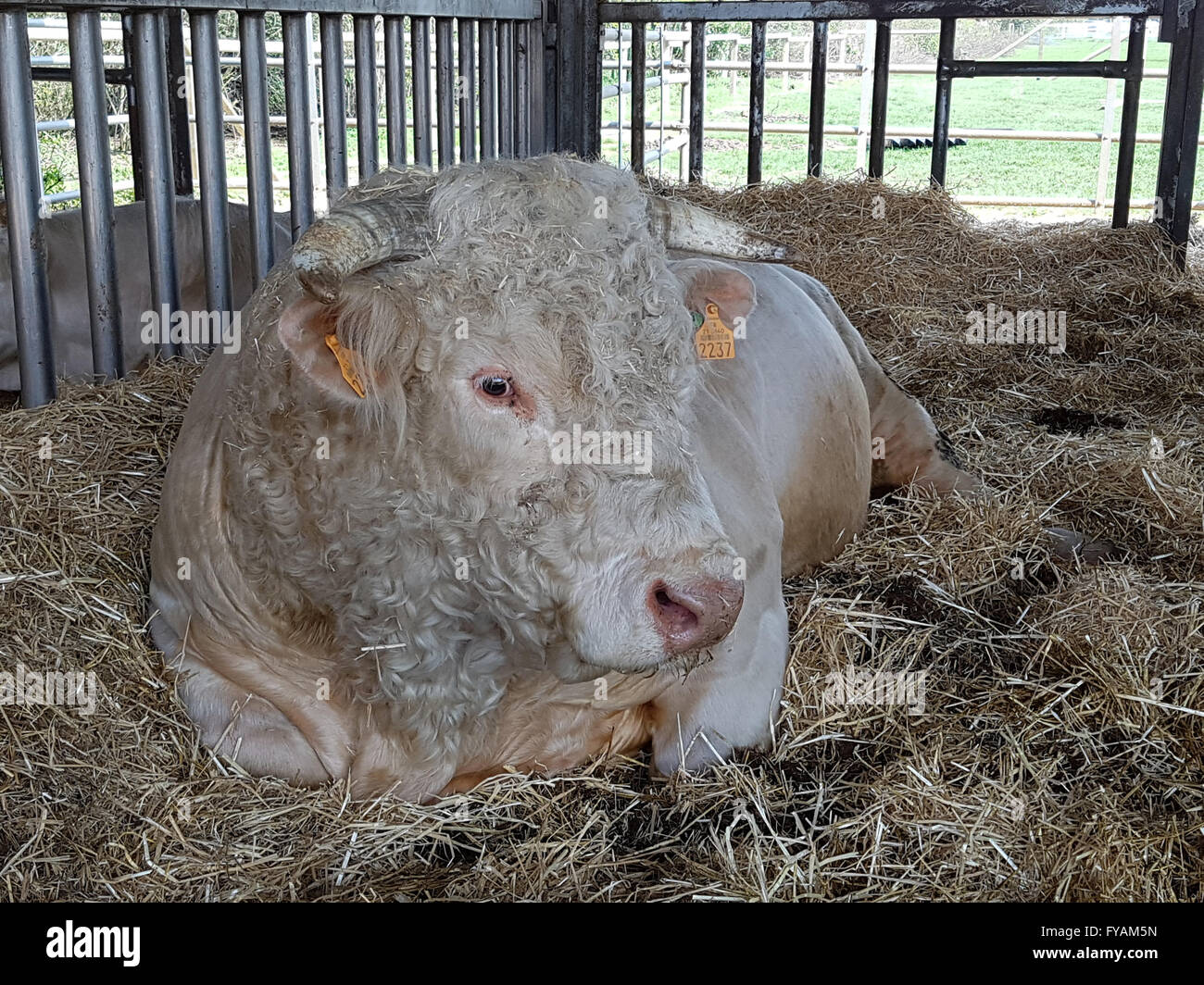 Charolais, ist eine Rinderart fuer die Fleischverwertung Stock Photo