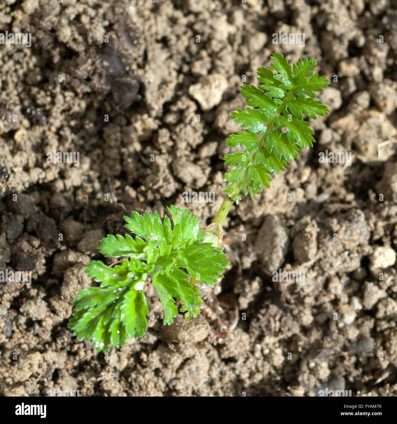 Gaensefingerkraut; Ist eine Heilpflanze und Arzneipflanze, Wildpflanze Stock Photo