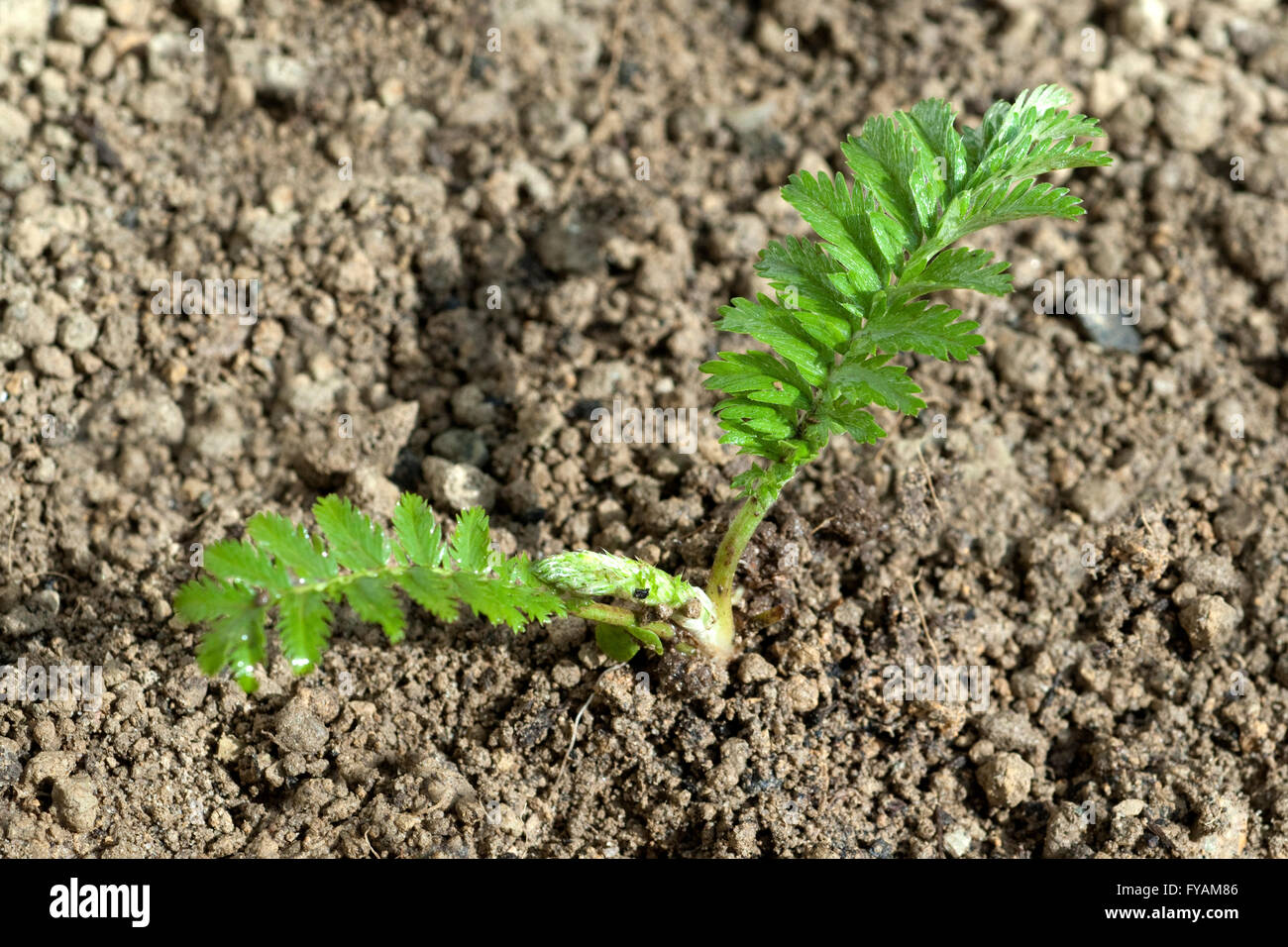 Gaensefingerkraut; Ist eine Heilpflanze und Arzneipflanze, Wildpflanze Stock Photo
