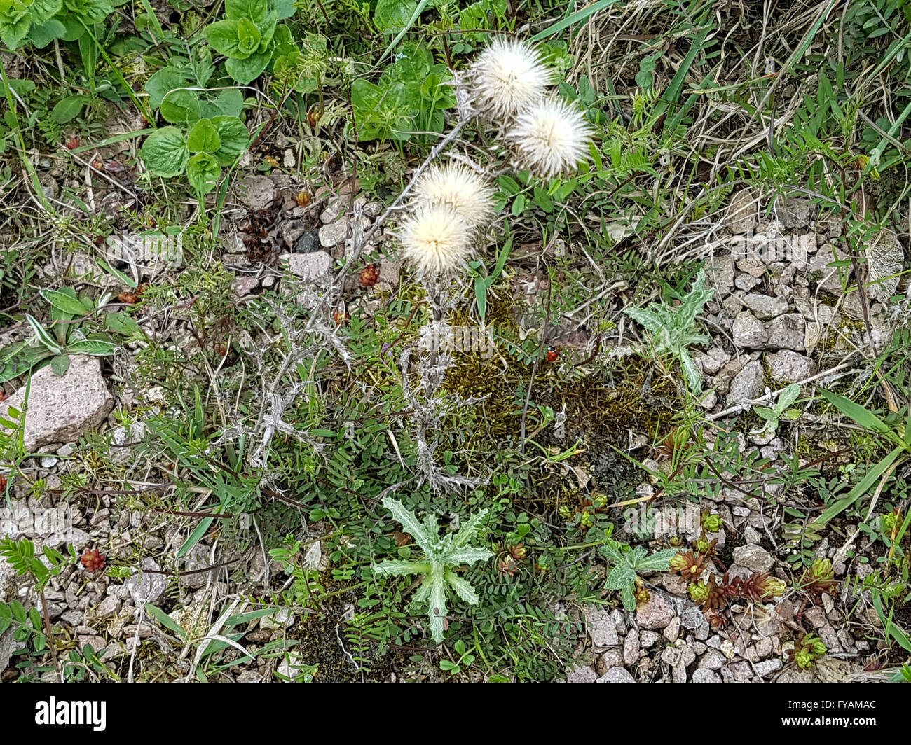 Golddistel; Ist eine Heilpflanze und Arzneipflanze, Wildpflanze Stock Photo