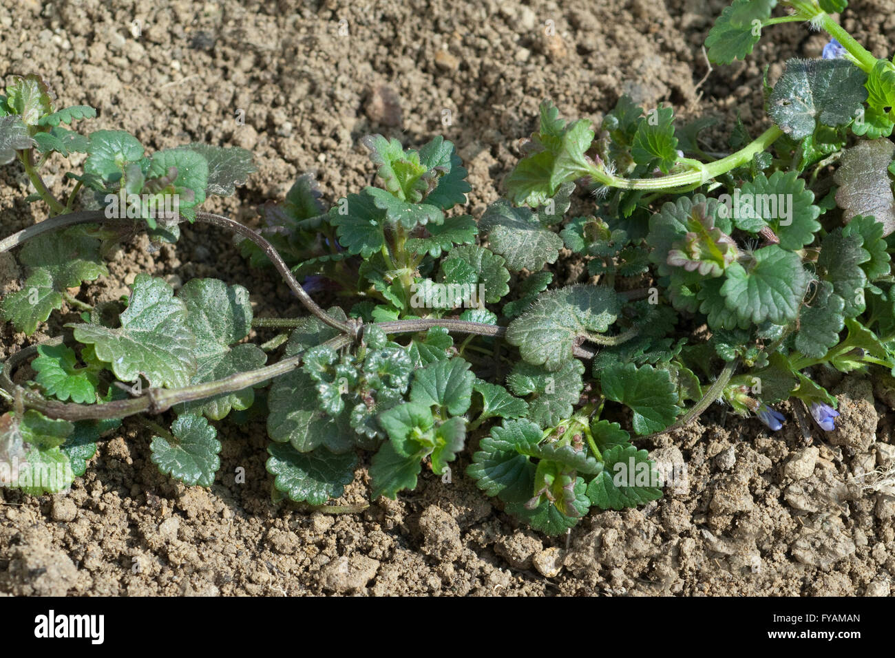 Gundelrebe; Ist eine Heilpflanze und Arzneipflanze, Wildpflanze Stock Photo