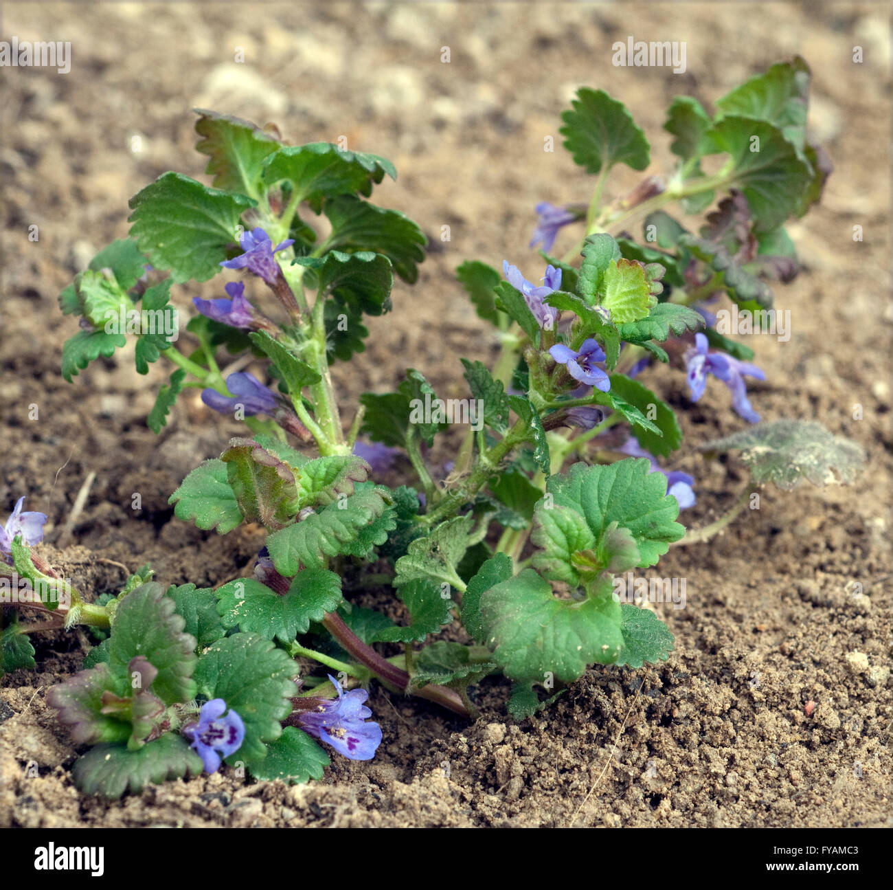 Gundelrebe; Glechoma, Ist eine Heilpflanze und Arzneipflanze, Wildpflanze, Bume und Duftblume Stock Photo