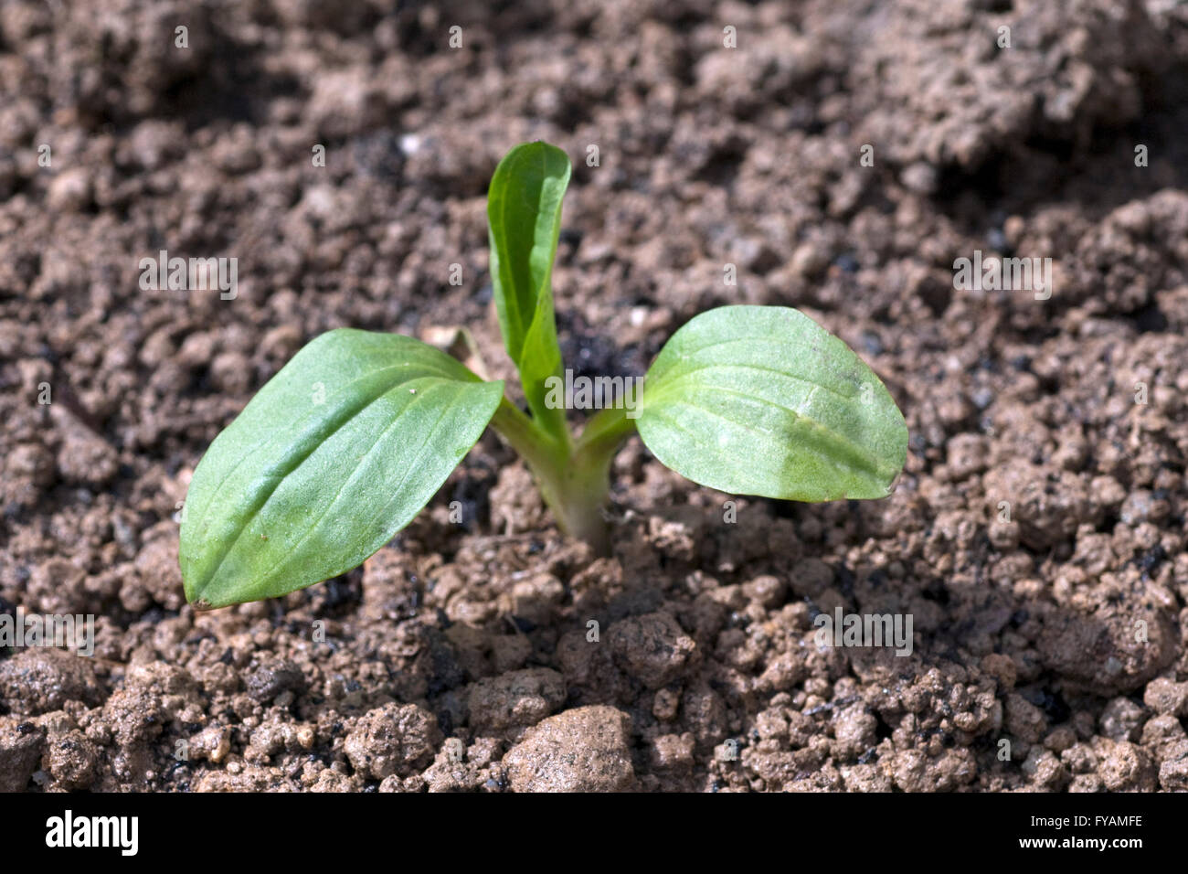 Breitwegerich, Plantago, major, Keimling, Stock Photo