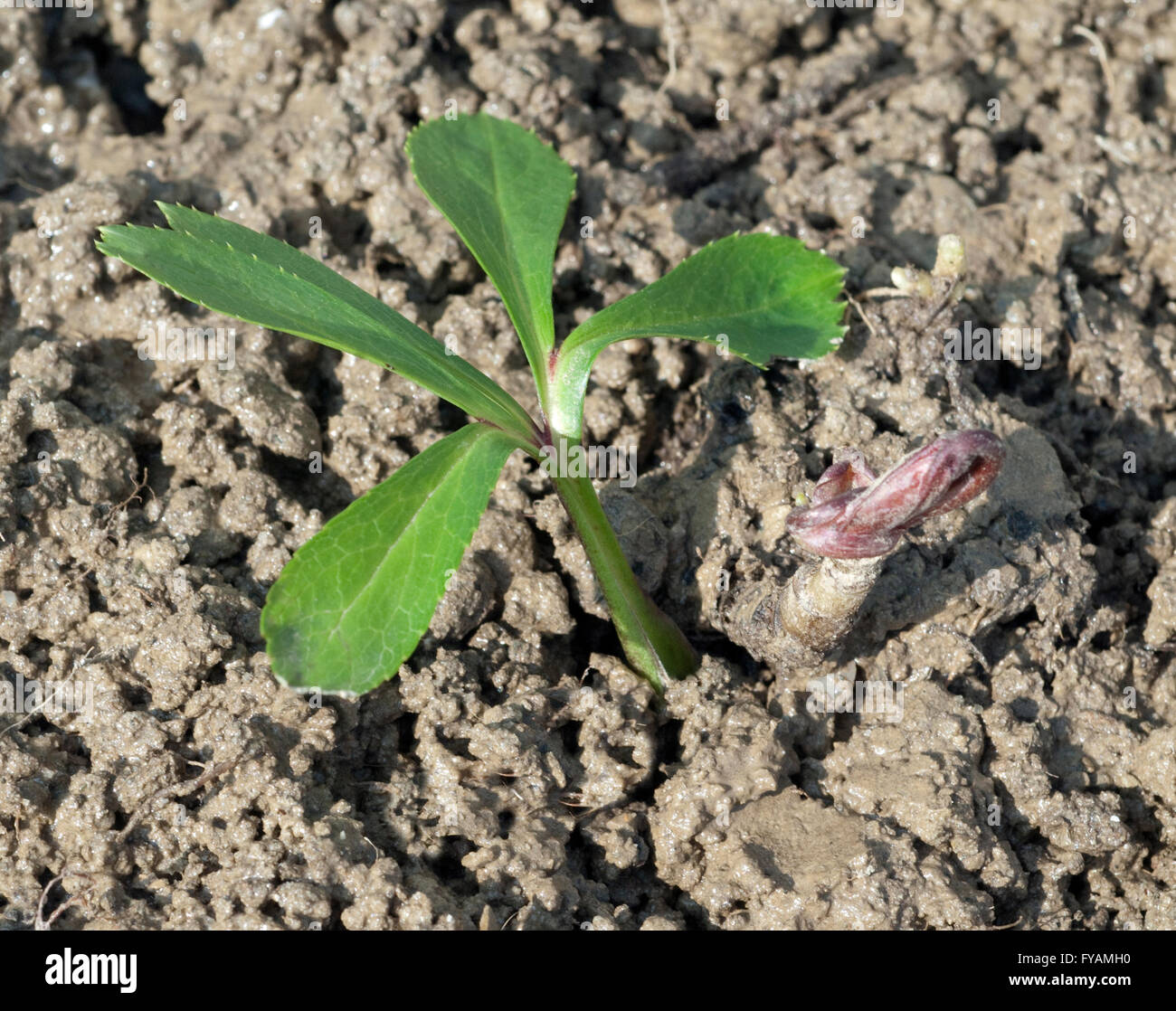 Die Christrose Ist eine Heilpflanze und Arzneipflanze, Wildpflanze die im Winter weiss blueht Stock Photo