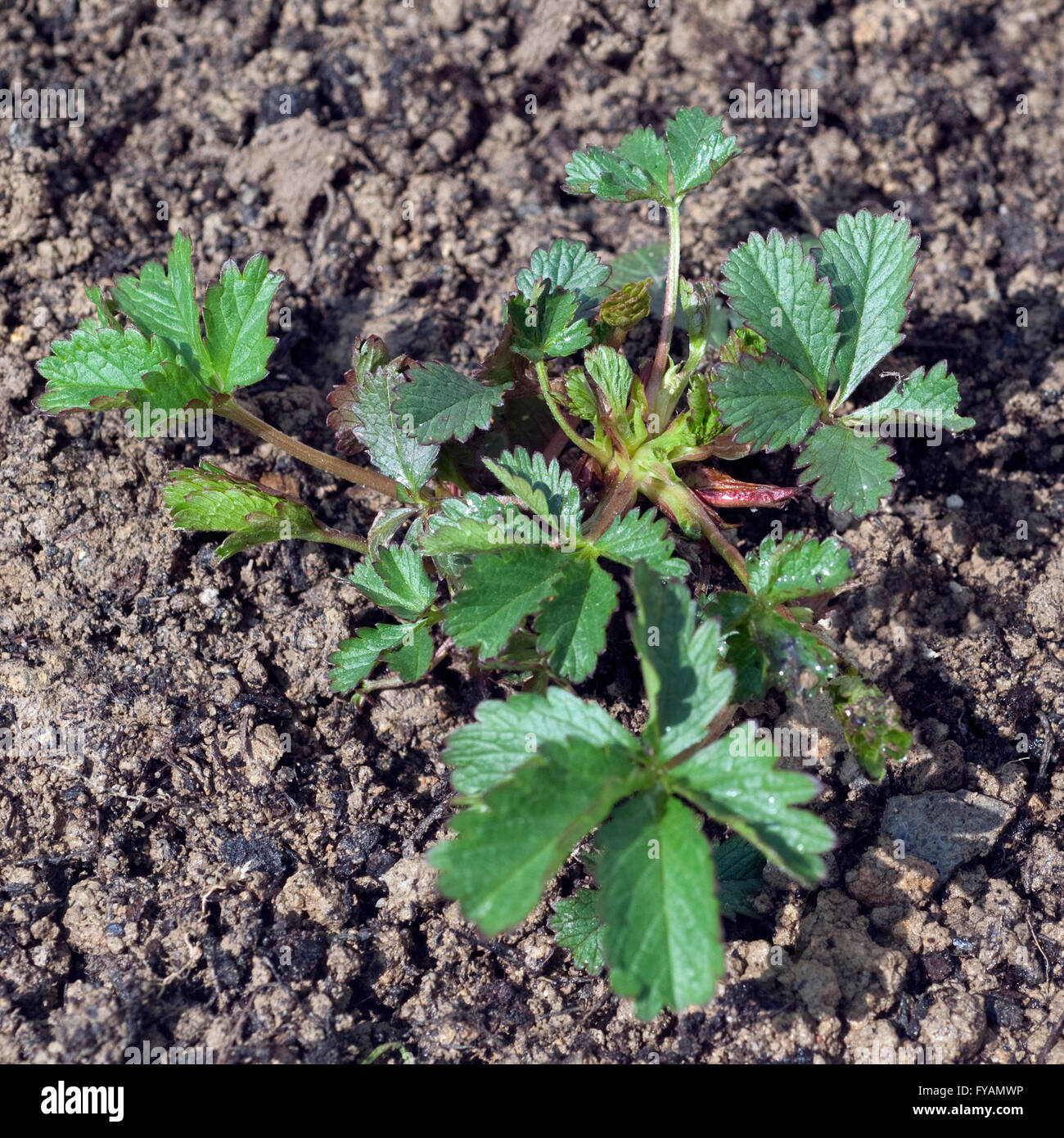 Kriechende Fingerkraut, Ist eine Heilpflanze und Arzneipflanze, Wildpflanze  Stock Photo - Alamy
