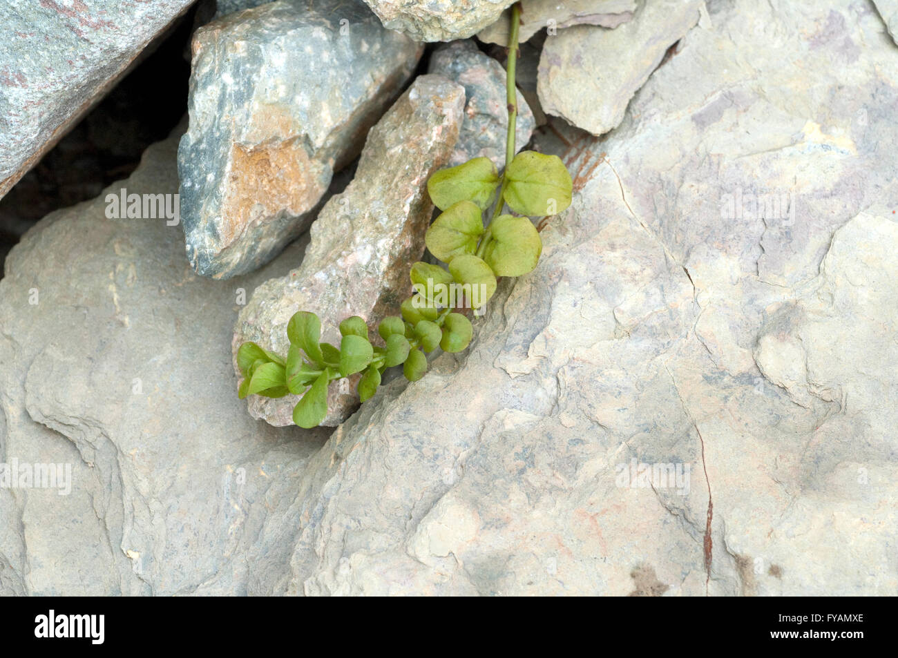 Pfennigkraut, Lysimachia nummularia, Ist eine Heilpflanze und Arzneipflanze, Wildpflanze Stock Photo