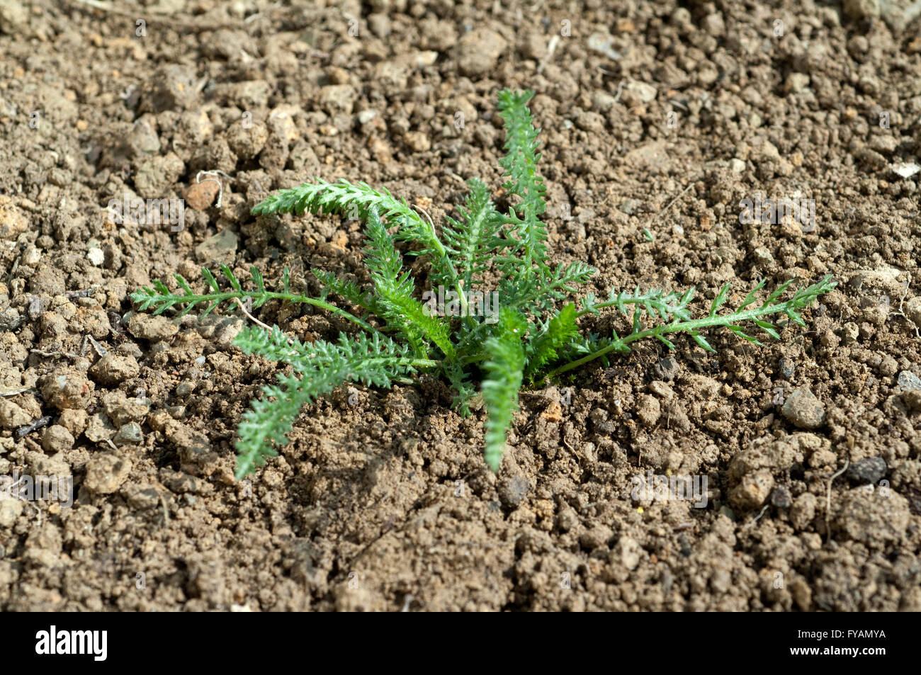 Schafgarbe; Ist eine Heilpflanze und Arzneipflanze, Wildpflanze Stock Photo