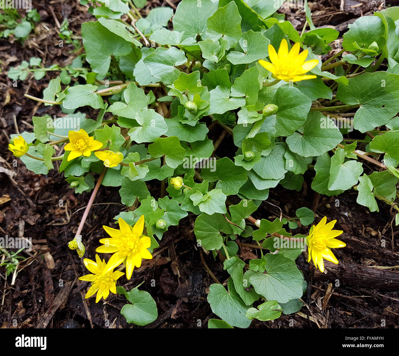 Scharbockskraut Ist eine Heilpflanze und Arzneipflanze, Wildpflanze Stock Photo
