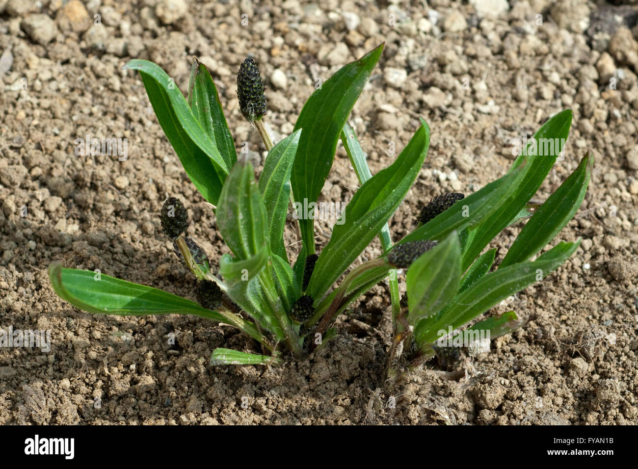 Spitzwegerich; Keimling, Ist eine Heilpflanze und Arzneipflanze, Wildpflanze Stock Photo