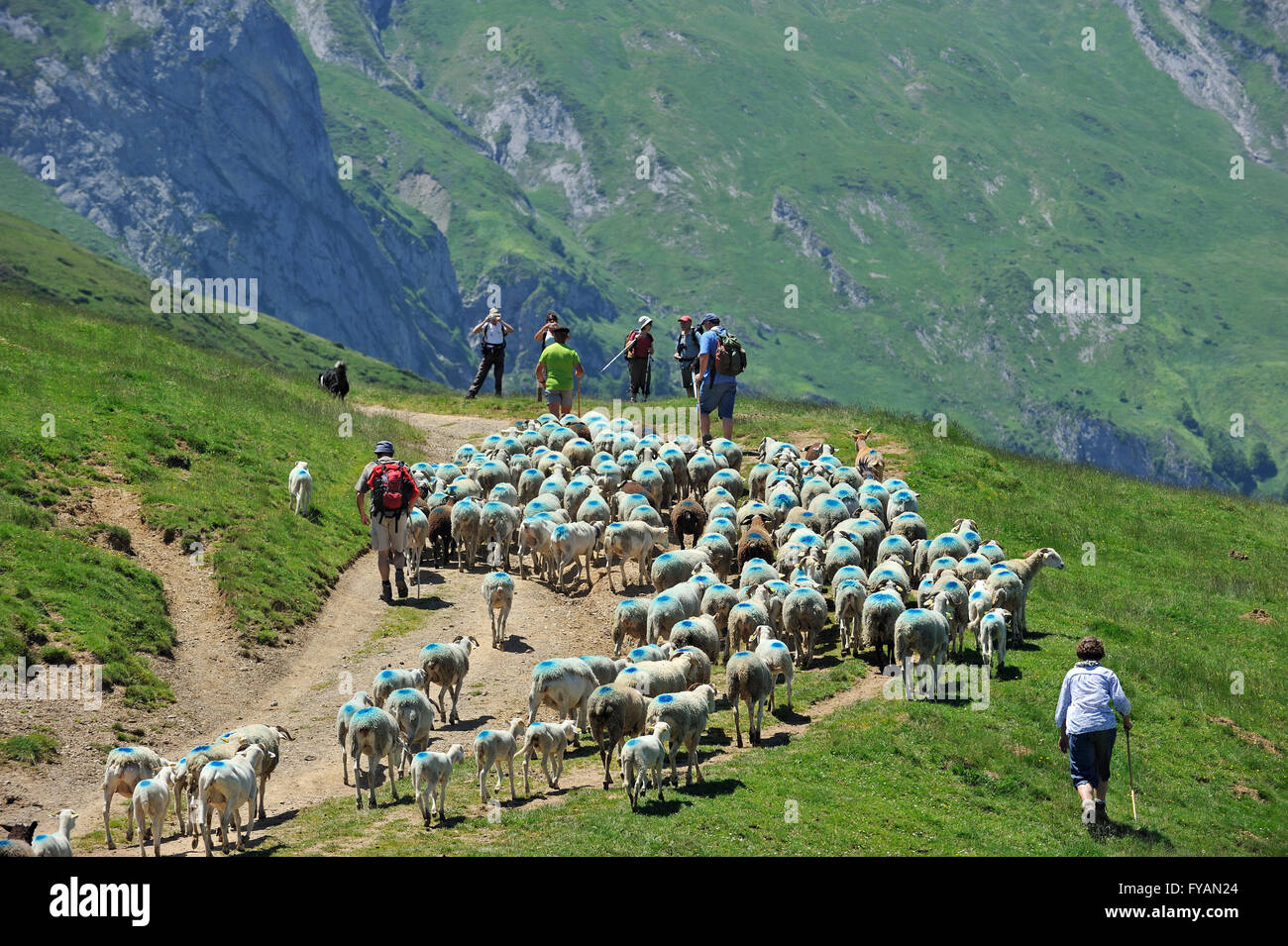 Shepherd and tourists herding flock of sheep to pasture up in the mountains along the Col du Soulor, Hautes Pyrénées, France Stock Photo
