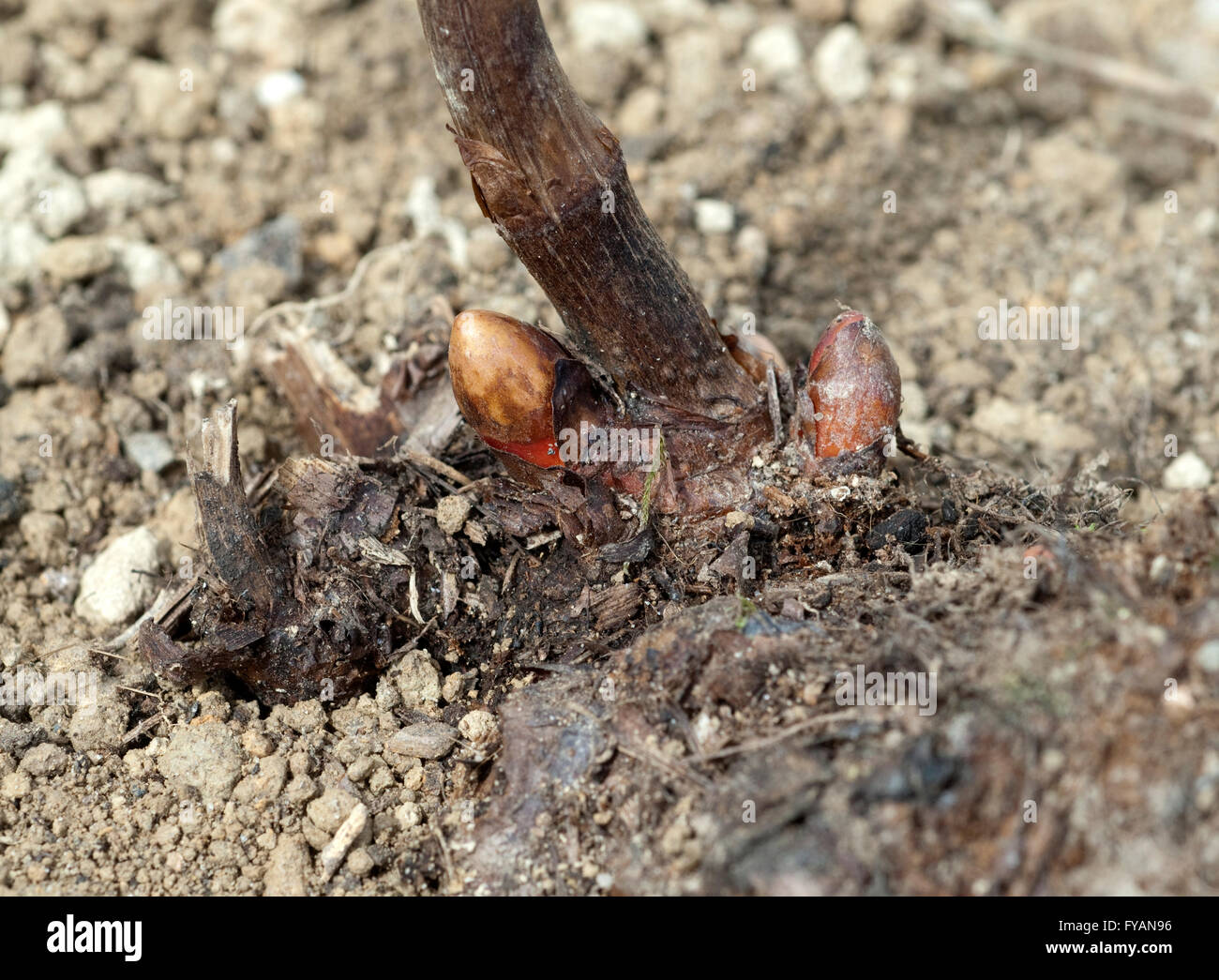 Japanischer, Knoeterich, Fallopia, japonica, Keimling Stock Photo