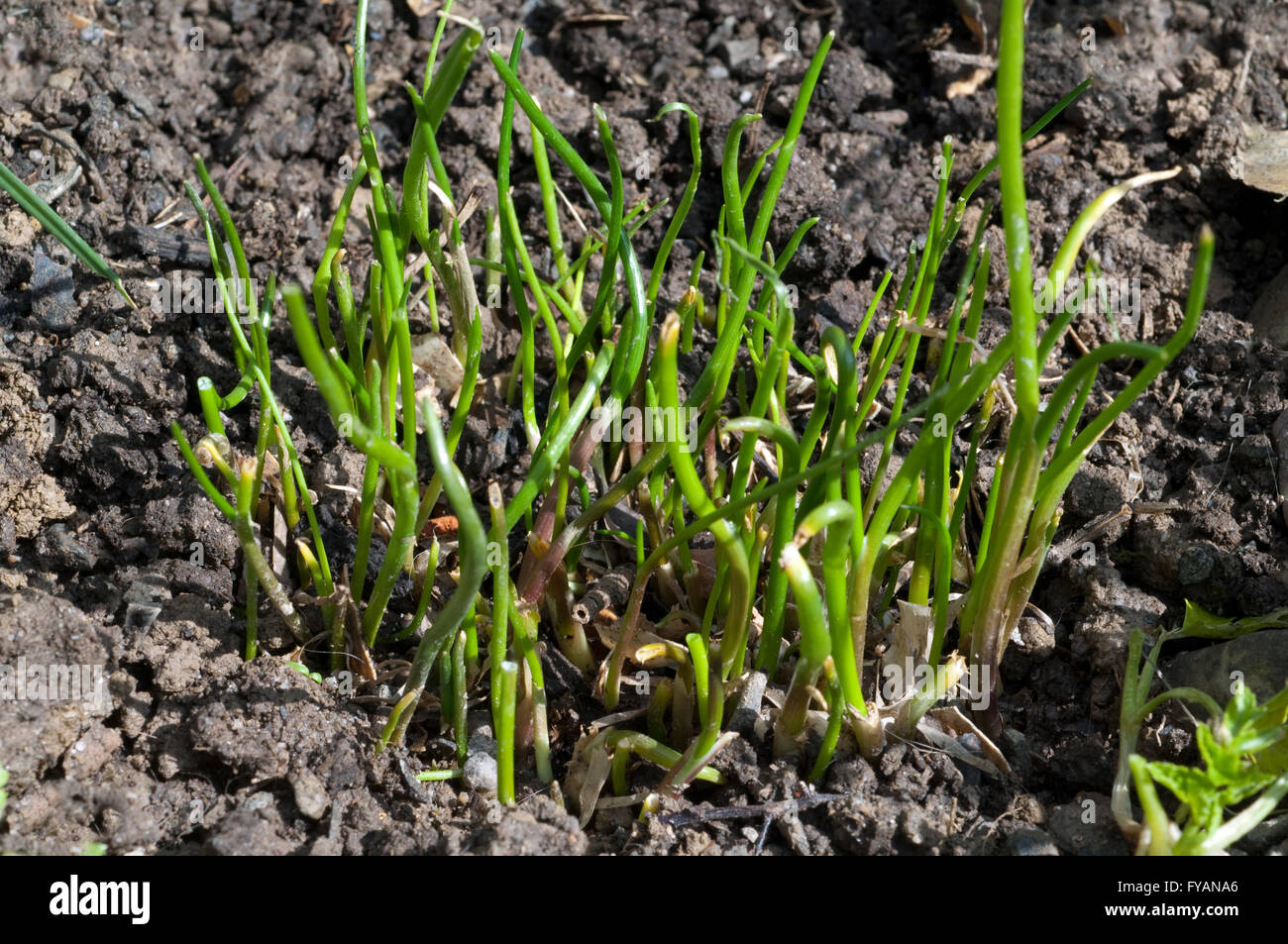 Schnittlauch, Allium; schoenoprasum; Keimling, Sproessling Stock Photo ...