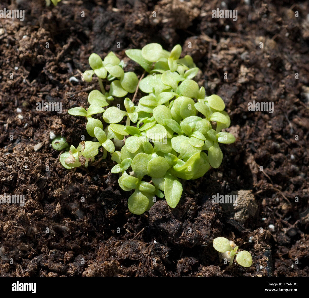 Parakresse; Ist eine Kraeuterpflanze, Kuechenkraeuterpflanze, Gewuerzpflanze, Kuechengewuerz, heipflanze, Duftpflanze Stock Photo
