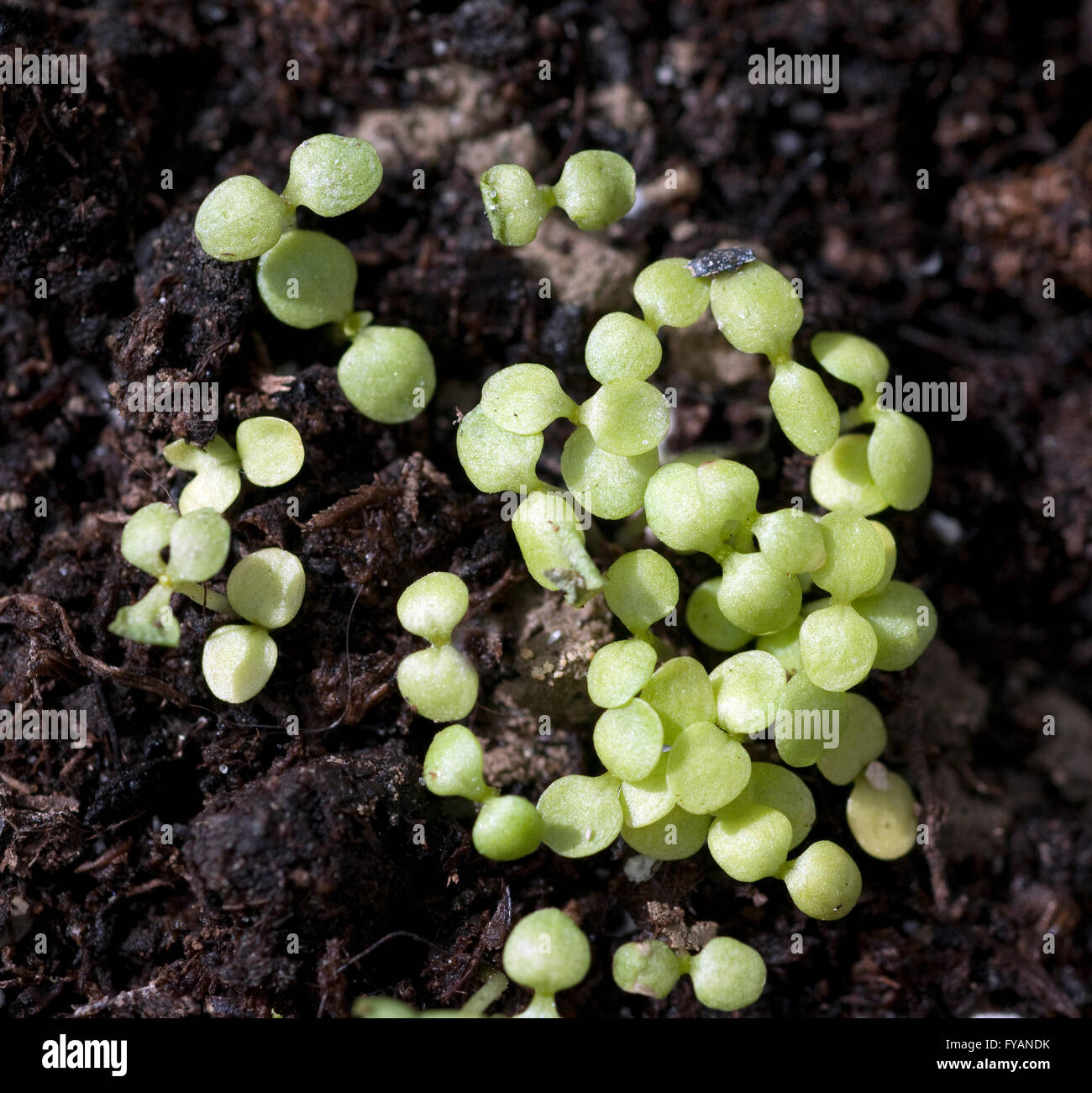 Parakresse; Spilanthes oleracea; Keimling Stock Photo