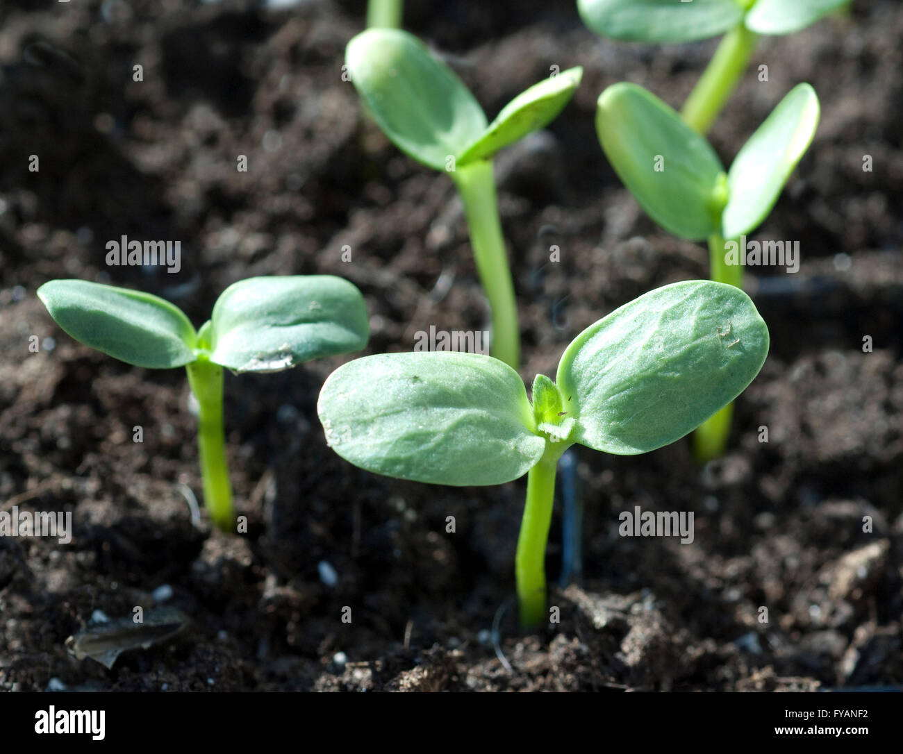 Sonnenblume; Helianthus; annuus; Keimling Stock Photo