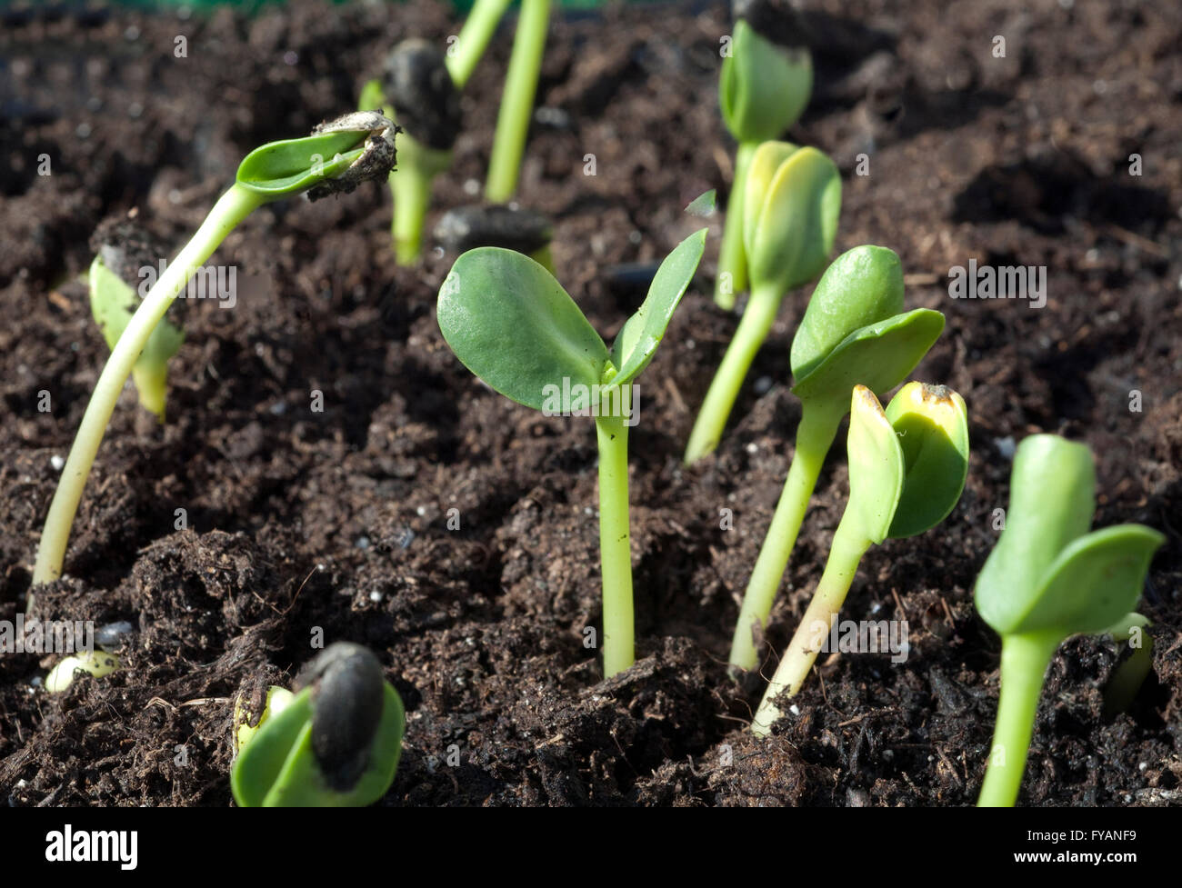 Sonnenblume; Helianthus; annuus; Keimling Stock Photo