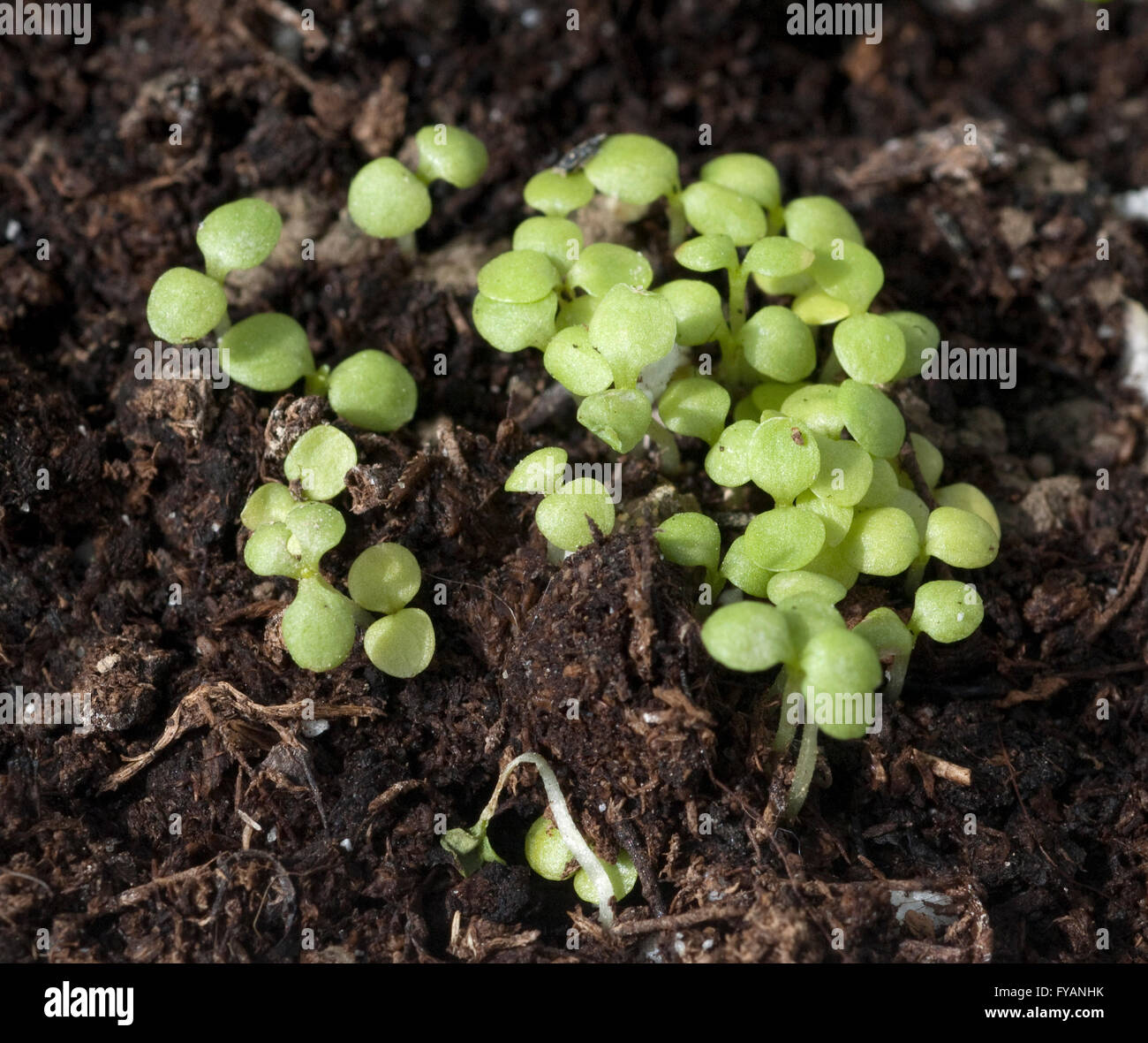 Parakresse; Spilanthes oleracea; Keimling Stock Photo