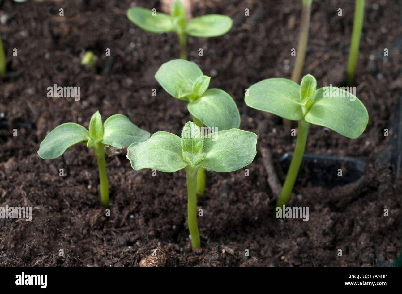 Sonnenblume; Helianthus; annuus; Keimling Stock Photo