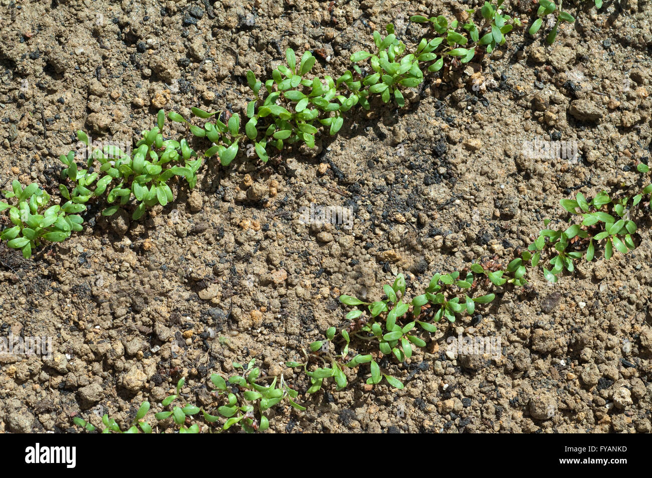Saatreihen, Aussaat, Gartenkresse; Lepidium Sativum Stock Photo
