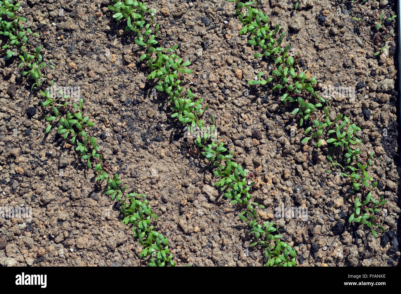 Saatreihen, Aussaat, Gartenkresse; Lepidium Sativum Stock Photo