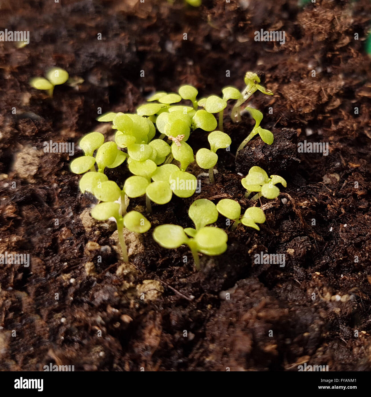 Parakresse; Ist eine Kraeuterpflanze, Kuechenkraeuterpflanze, Gewuerzpflanze, Kuechengewuerz, heipflanze, Duftpflanze Stock Photo