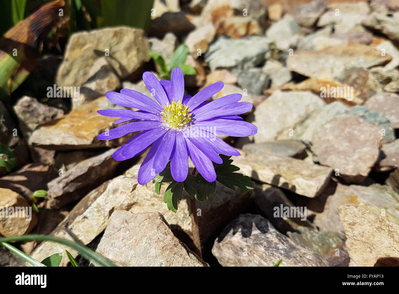 Strahlenanemone ist eine Blume im Fruehjahr Stock Photo