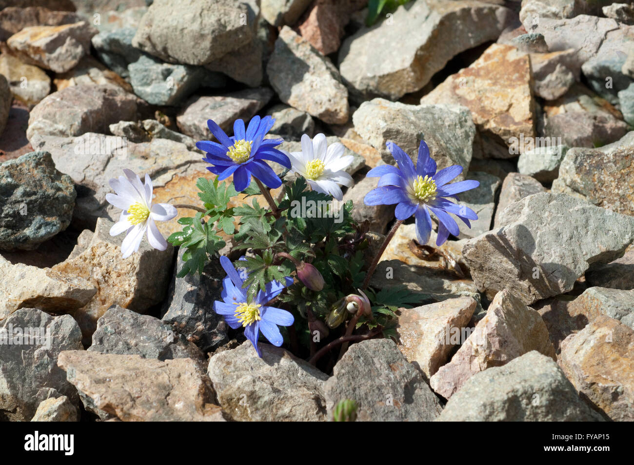 Strahlenanemone ist eine Blume im Fruehjahr Stock Photo