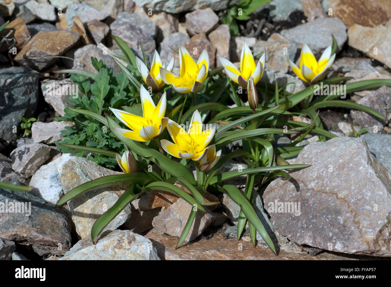 Tarda; Botanische, Tulpe; Tulipa ist eine Wildtulpe Stock Photo