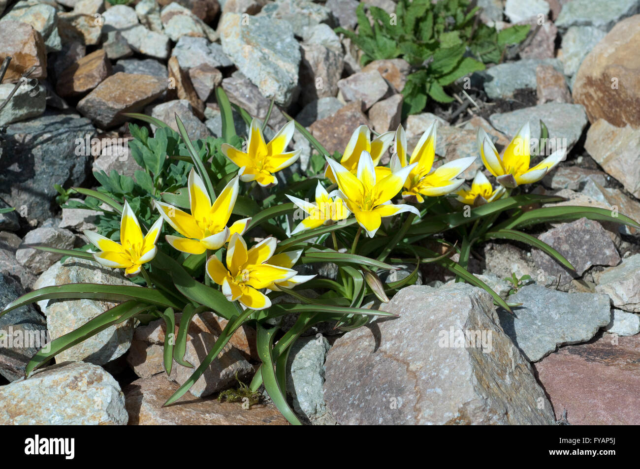 Tarda; Botanische, Tulpe; Tulipa ist eine Wildtulpe Stock Photo