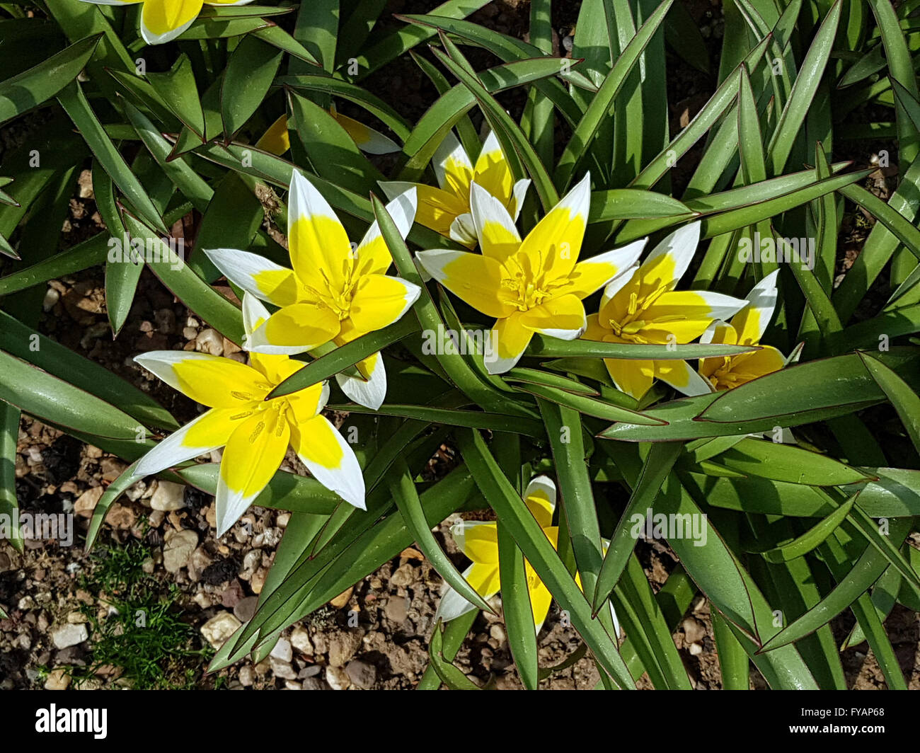 Tarda ist eine Botanische Tulpe Stock Photo