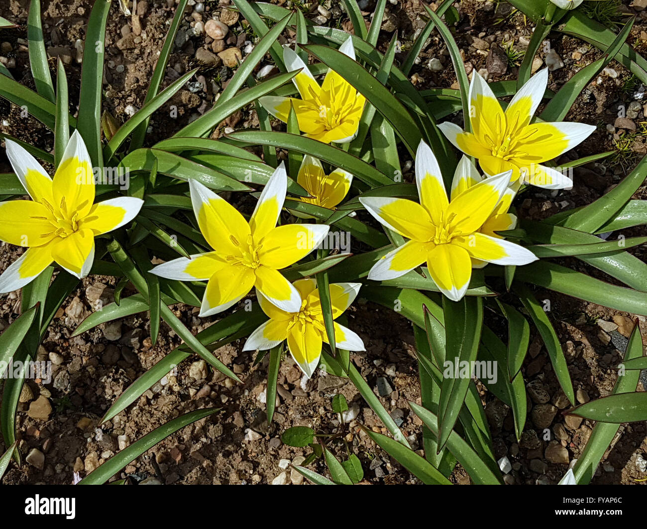 Tarda ist eine Botanische Tulpe Stock Photo