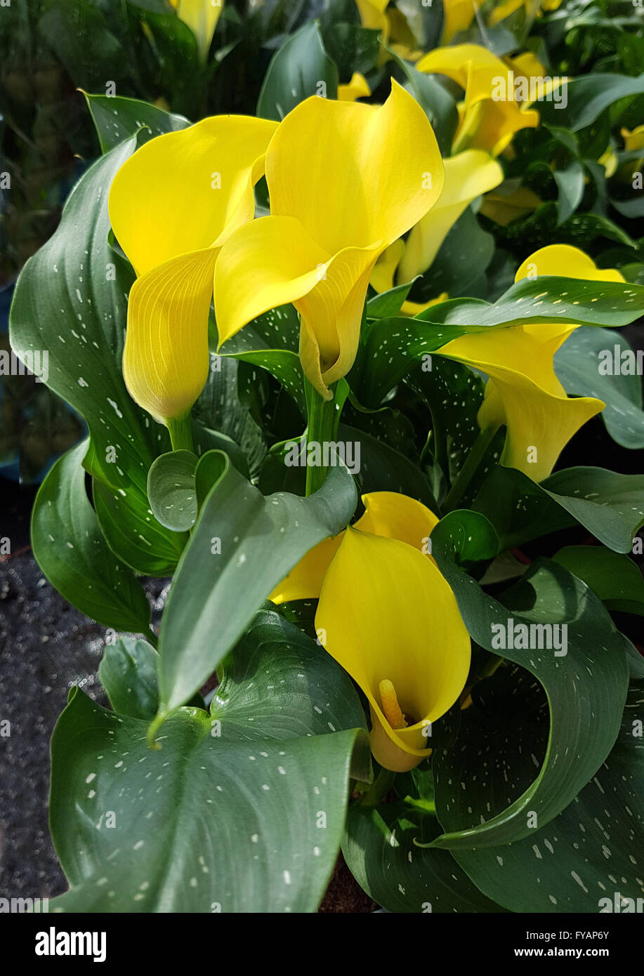 Zantedeschia, gelbe, Blueten Stock Photo