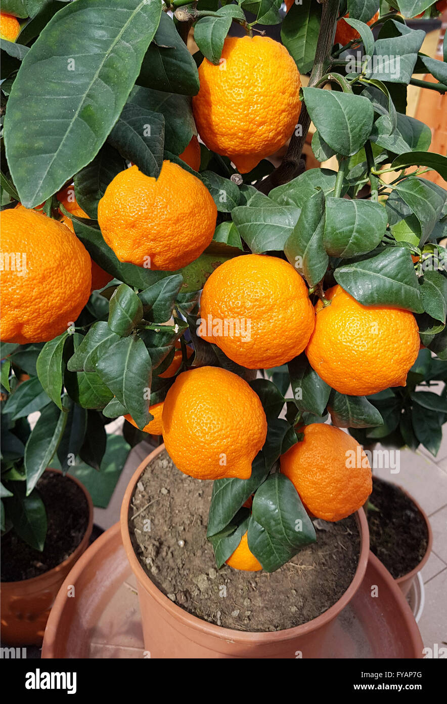 Zitrone; Limone, Rosso, ist eine Zitrone mit roter Schale Stock Photo